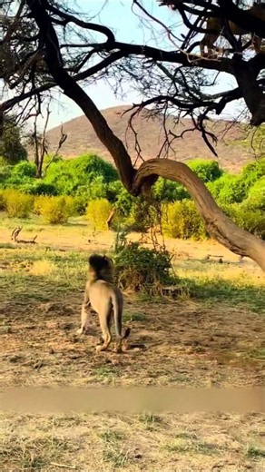 Intense Safari Footage Of Male Lions Chasing And Fighting Each Other Up A Tree For Dominance