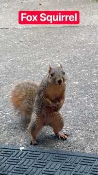 Fox squirrel #squirrel #cuteanimals #nature #wildlife