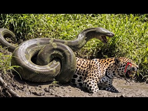 Animals vs. Titanoboa! 🐆🐍 The Most Painful Battle Ever Caught on Camera!