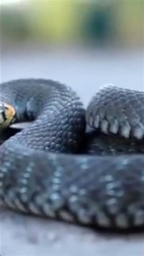 Python Grabbed Its Prey… No Sound 😳