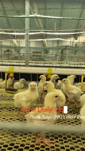 How Many Broilers Per Square Meter | Stocking Density Guide | Broiler Chicken Cage