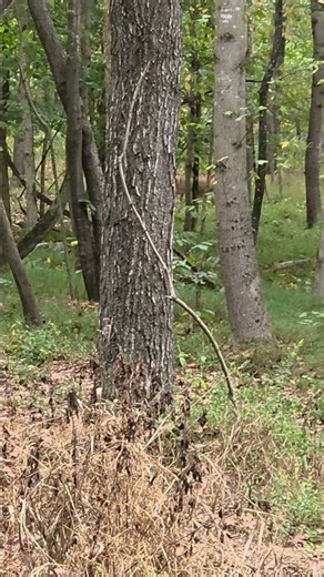 He is going down !!! #deer #hunting # #wildernesswanderer #wildlife