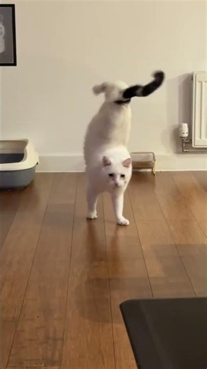 Disabled cat walks to feeding area and returns in Northampton, England, UK