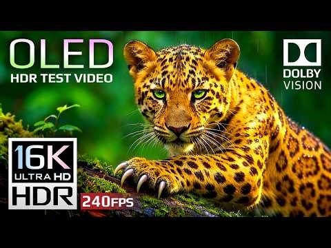 Animals Planet OLED HDR Test | Dolby Vision 16K HDR 240fps (8K/4K Video TV)