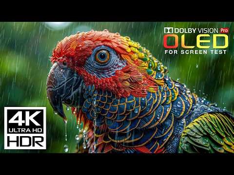 Ultimate 4K OLED TV Experience | 2026 4K HDR | Dolby Vision (4K Video)