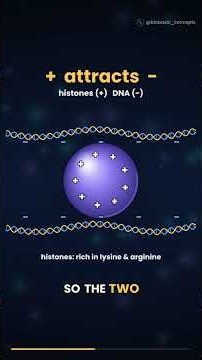 DNA Packaging: From Double Helix to Chromosome #shorts