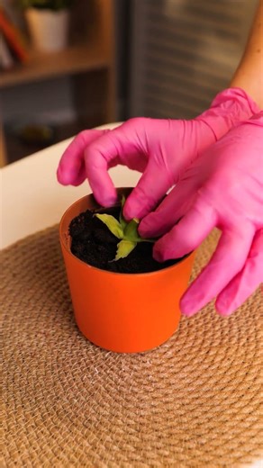 Dry Flowers? No Problem! 😱 #Gardening