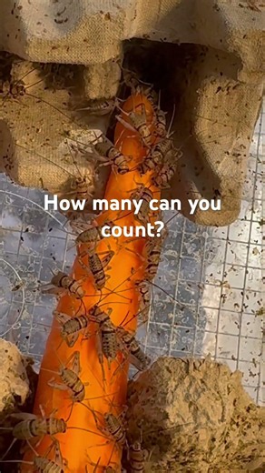 Crickets vs carrot 👀🦗🤯 #insects #bugs #pets #cricket #exoticpets #eating #animals #viral #shorts