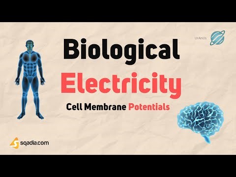 Cell Membrane Potentials | Biological Electricity