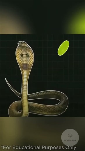 NaagMadi Exposed ! #facts #interesting #experiment #myth #snake #naagmani