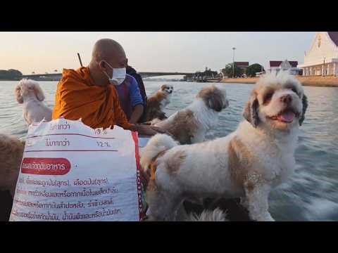 Thai Monk Sails With Adorable Temple Dogs Every Morning