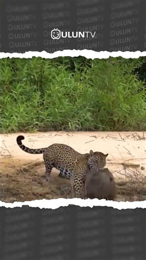 Leopard attacks capybara #uluntv #wildlife #wildtv #short