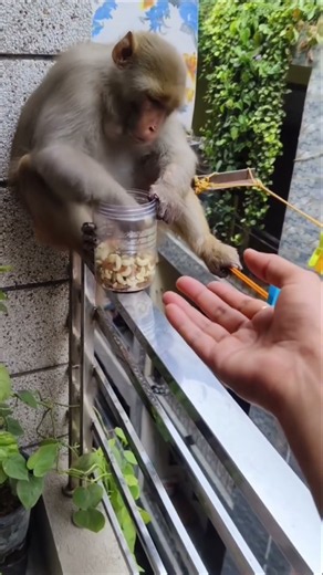 Syd isko jada bhuk lagi thi 🐵 #monkey #shorts #viral #trending