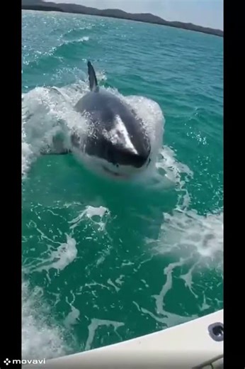 Shark attack compilation.#shark#shorts#youtubeshorts