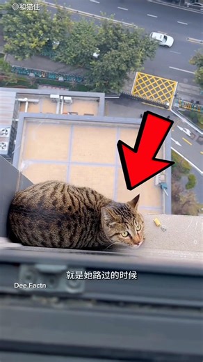 Cat Rescued from a High-Rise Window Just in Time 🐱🏢 ‎⁨@Pillupedia⁩