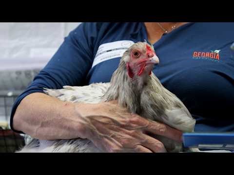 Bringing Agriculture to the Classroom | Georgia Grown Teaches Kids with Live Animals