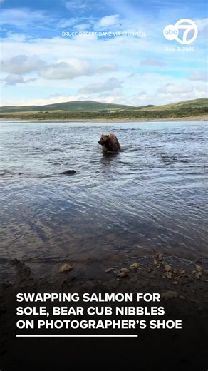 A curious bear cub took a little nibble of a photographer’s boot while he was on a tour in Alaska on August 2. Video taken by nature and wildlife photographer Bruce Robert Danz shows three cubs and an adult grizzly walking out of the water, passing close by Danz and another photographer. In the footage, the photographers can be heard saying, “No bear, no bear,” to encourage the bears to keep walking.
