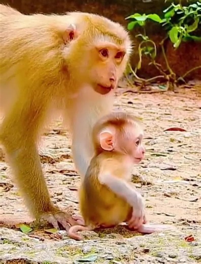 Monkey behavior in the wild: viral macaque moments