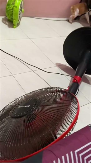 Curious cat pulls over fan and falls in Indonesia