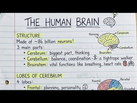 Nervous System Explained @trendzclips 