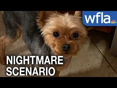Largo woman has message for other pet owners after her dog was attacked by coyote
