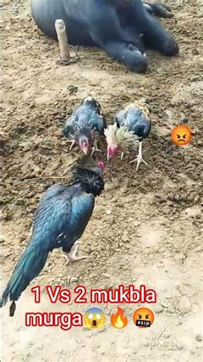 Aseel murga Deadliest fight😱🩸#views#pets#rooster#youtubeshorts#shorts