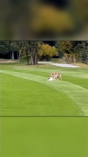 Wolf Attacks a Deer on a Golf Course… Unreal Scene 😳