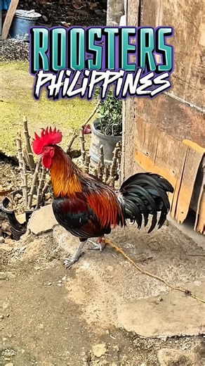 Roosters Philippines