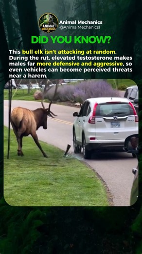 Why Is This Bull Elk Attacking a Car? 🦌🚗
