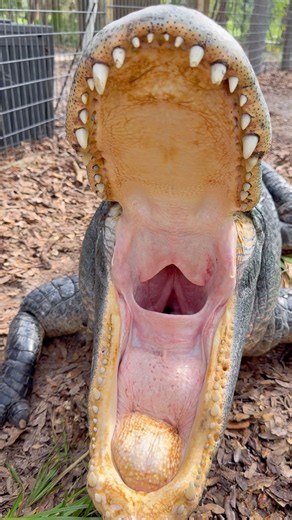 Big gator yawn!! 🥱🐊 #gator #alligator