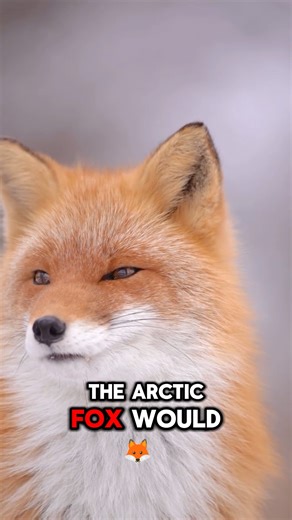 Arctic Fox Facts You Didn’t Know!