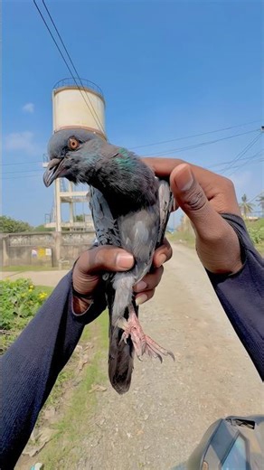 Kuttyttf | 🤧 Vali Maari Vanthurichi | #ttf #kuttyttf #motovlog #superbike #pyrosgirl #trending