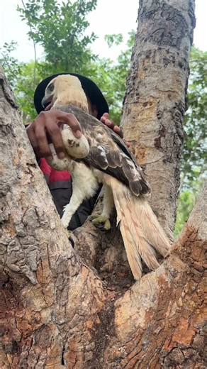 Survival Skills 02: Amazing Birds in the Wild! Man Saw Eagle In The Woods #primitiveskills #shorts
