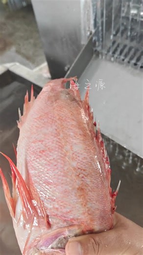 Red Fish Scaling Machine #fishprocessing #seafoodprocessing #food