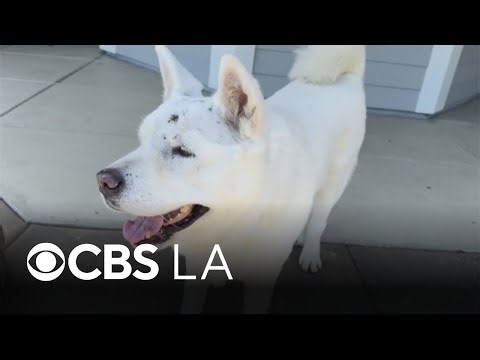 Owner saves pet dog from mountain lion attack outside their Glendora home
