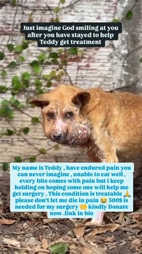 Every donation, no matter how small, brings Teddy one step closer to healing and hope.
