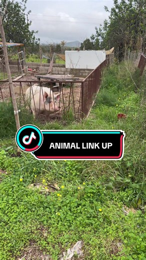 Exciting Farm Animal Link-Up Featuring Pig and Dogs