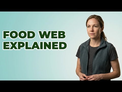 What Are Trophic Levels in an Ecosystem?