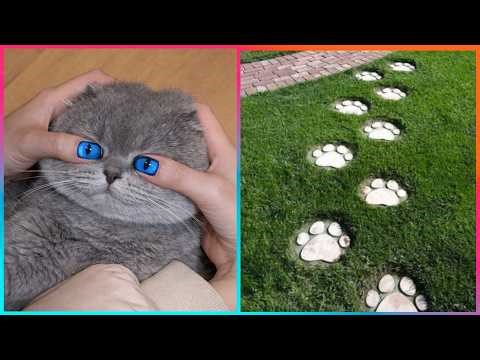 Creative Pet-Inspired Ideas That Are At Another Level ▶ 7
