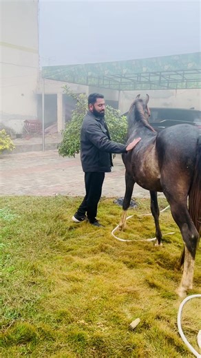 Discover Shahenshah: A Horse Lover's Paradise