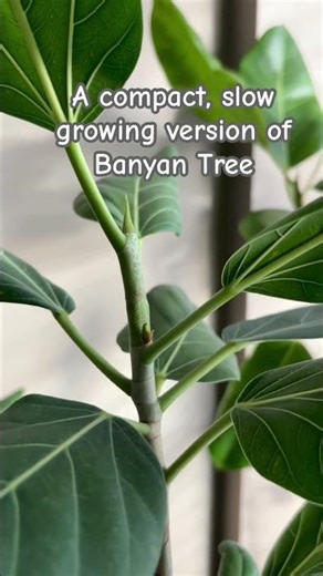 3 Ficus Plants, December 28, 2025