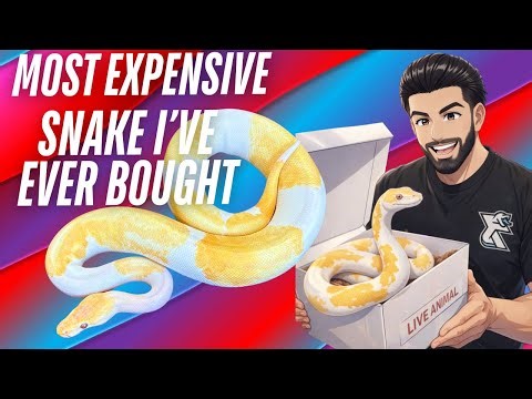 Unboxing an INSANE Quad Recessive Ball Python! The MOST Expensive Snake I’ve Ever Bought!!!