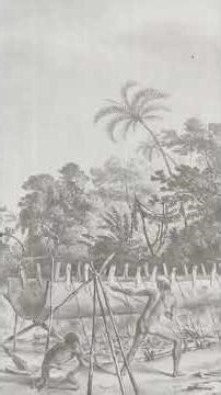 Candiru: The Fish That Needs Only Warmth to Attack