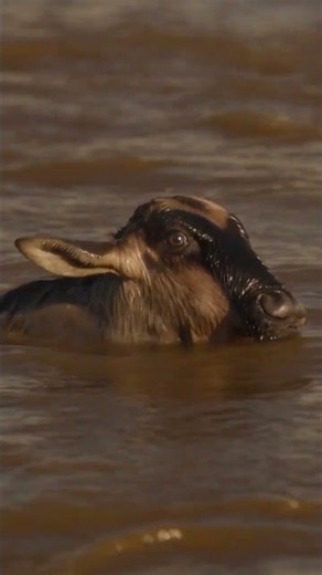 The Most Dangerous Jump of Their Lives 😱 #wildlife #shorts #survival