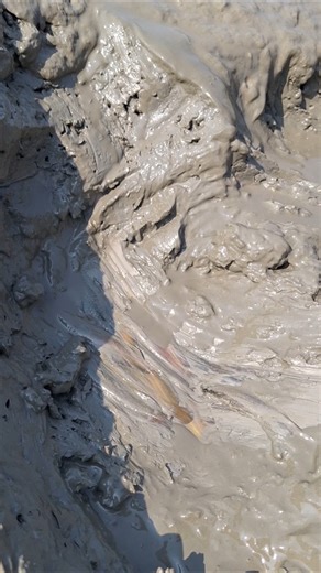 Catching Lots Of Native Catfish From Beel Pond #fishvideo #bigfish #catchfish