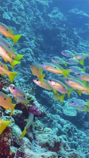 Swimming Backwards to Capture Wall of Snappers #redsea #egypt #underwatersafari