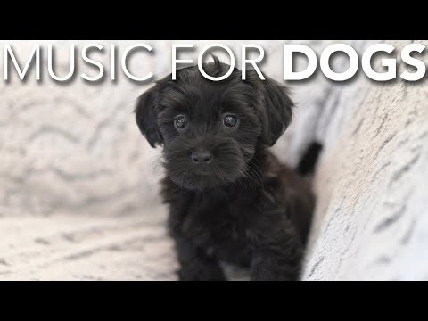 10 HOURS of Dog Relaxing Music 💖🦮 Relaxing Music to Calm Your Dog Fast