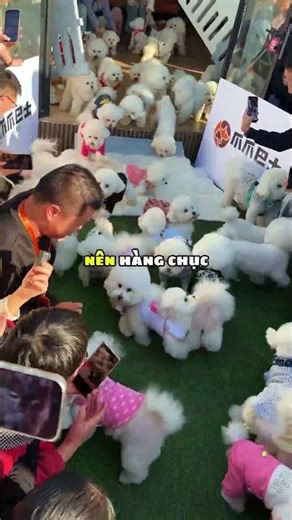 Những con chó Bichon dễ thương 😍