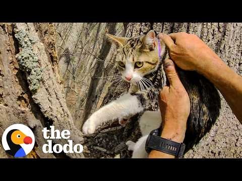 Missing Cat Found Crying In Tree Behind Her Own Home After 3 Weeks | The Dodo