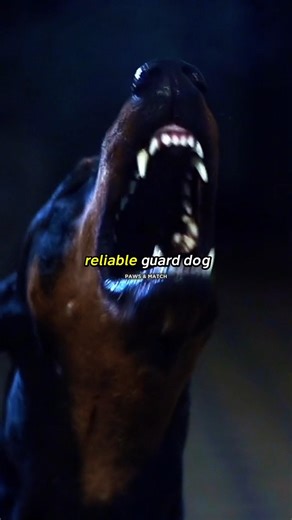 Top 3 Most Reliable Guard Dog Breeds